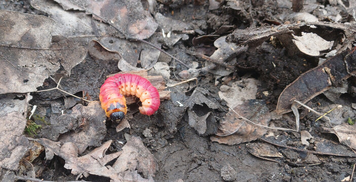 Goat moth caterpillar (Cossus cossus) on the ground among dry leaves