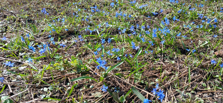 Small blue Scilla flowers sprouting from dark spring soil