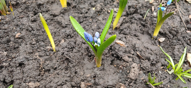 Small blue Scilla flowers sprouting from dark spring soil
