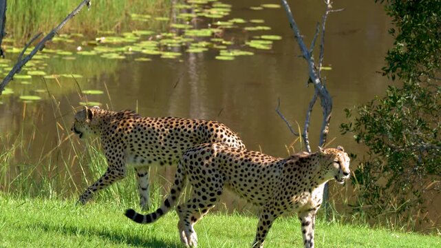 Two Cheetahs Walking Along a Grassy Bank Beside a Lily Pond