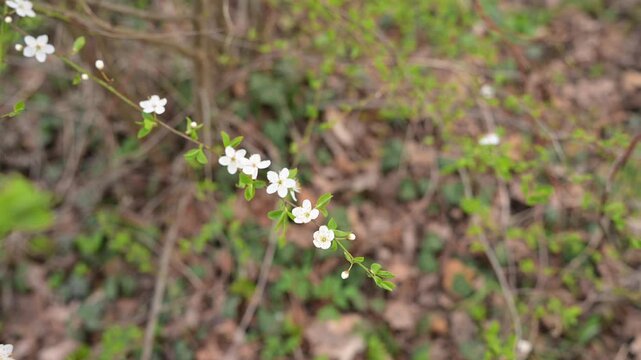 A branch of flowering wild cherry with small white blossoms contrasts against a textured natural background of dry brown leaves, twigs, and green ground cover.