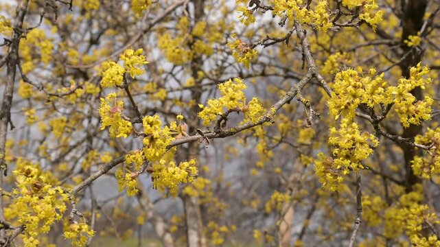 Close-up of blooming yellow dogwood branch moving in wind, spring season concept, soft bokeh background, high quality static shot.