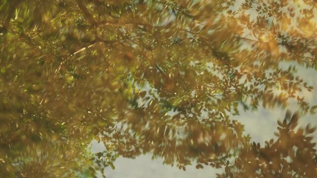 Trees reflection in calm water background loop.