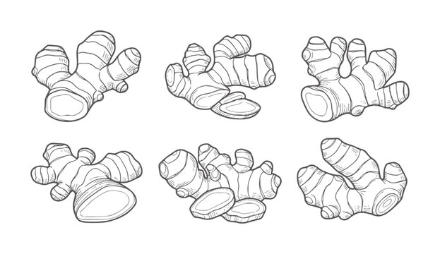Six hand drawn ginger root with sliced pieces white spice herb food