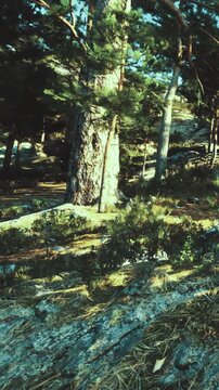 People walk on a path surrounded by trees and plants in a forest. Sunlight filters through the branches, creating a lively atmosphere. The ground is covered with rocks and greenery.
