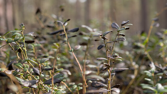 Lingonberry Vaccinium vitis-idaea plants in forest, wild berry shrub close up