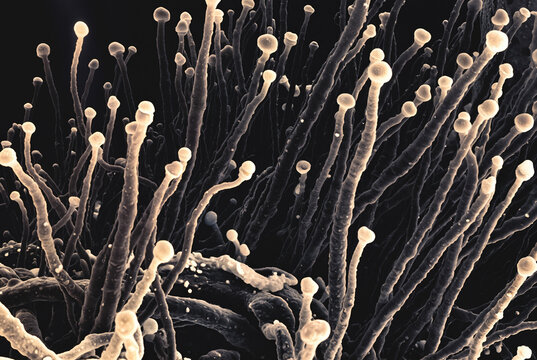 Generated artificial illustration of fungi in microscopic perspective.