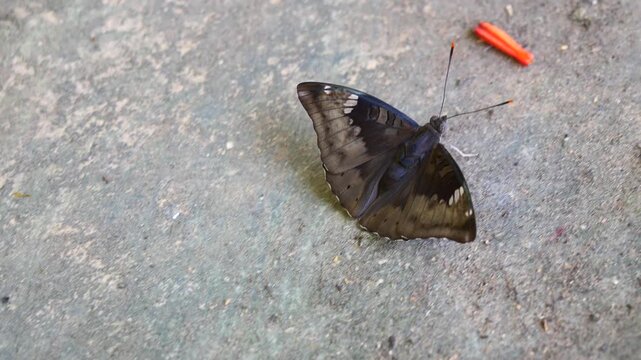 Male Mango Baron ( Euthalia aconthea ) butterfly onwalking on wet concrete with fallen dried flowers and leaves, Trey white stripes on brown wing of insect