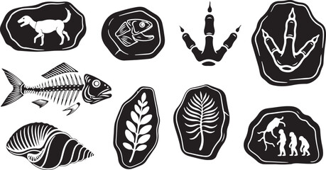 A collection of black and white archaeological vector illustrations including dinosaur footprints, fish skeleton bones, plant imprints, ancient cave drawings, and seashells isolated on white. © Moahmmad