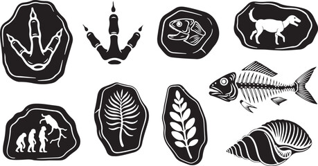 A collection of black and white archaeological vector illustrations including dinosaur footprints, fish skeleton bones, plant imprints, ancient cave drawings, and seashells isolated on white. © Moahmmad
