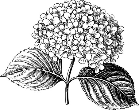 Detailed black and white line of a hydrangea flower with leaves white background