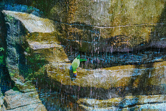 parakeets eating on cliffs with water