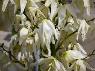 Creamy white yucca flowers blooming in dense, drooping bell-shaped clusters on tall stalks, close up shot showcasing waxy petals and ornamental garden flora. © Dan