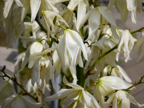 Creamy white yucca flowers blooming in dense, drooping bell-shaped clusters on tall stalks, close up shot showcasing waxy petals and ornamental garden flora.