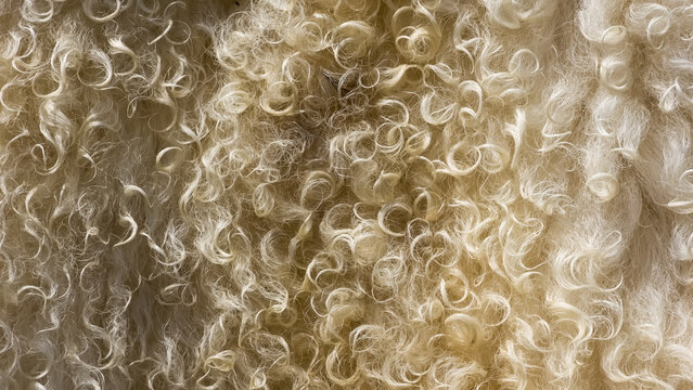 Natural curly white sheep wool fleece texture, full frame close-up shot.