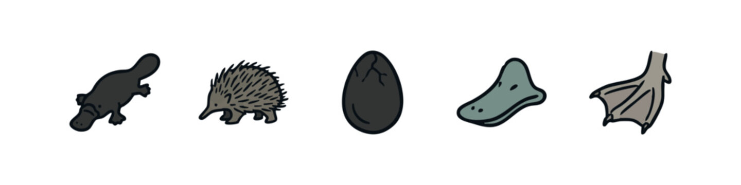 Monotreme animals and biology icons featuring a platypus, echidna, cracked egg, bill and webbed foot.