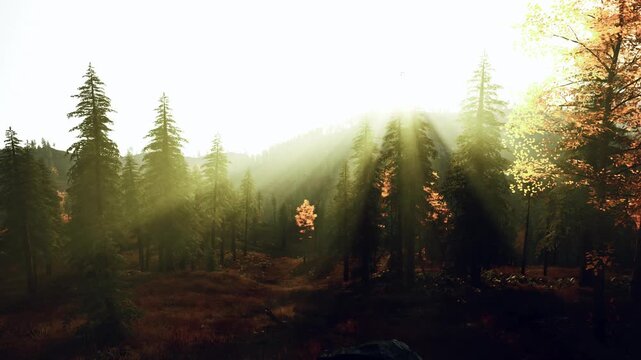 backlit forest with glowing orange sapling, deep silhouettes and long light shafts, textured underbrush and mossy trail, cinematic shadows creating moody