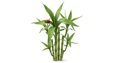 Fototapeta premium Bamboo plant with ladybug isolated botanical asset