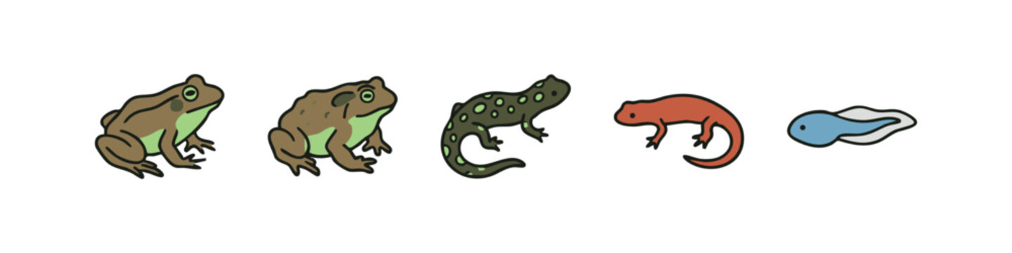 Amphibian life cycle icons: frog, toad, newt, tadpole
