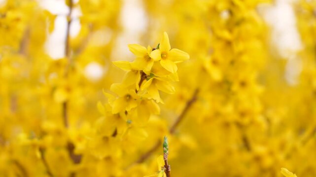[8k to 4K] 空の下で満開に咲くレンギョウが春風に揺れる癒しの春景色と自然の美しさ