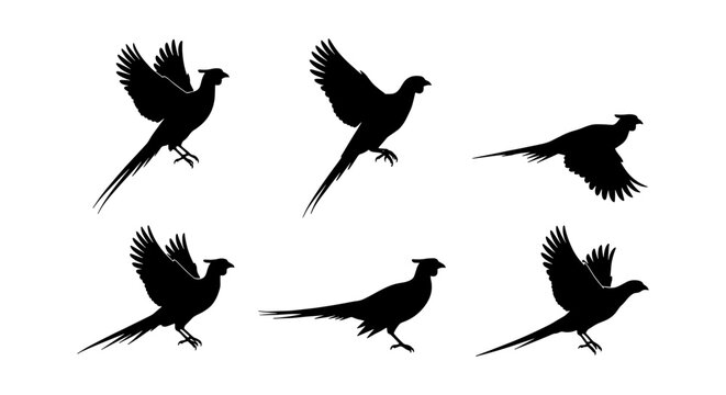 Pheasant silhouette vector collection, flying game bird set of 6 elements, wild pheasant hunting icons, black bird shapes on white background