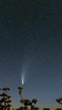 Comet Neowise C 2020 F3 In Night Starry Sky Above Flowering Buckwheat. Stars. At A Distance Of 1...