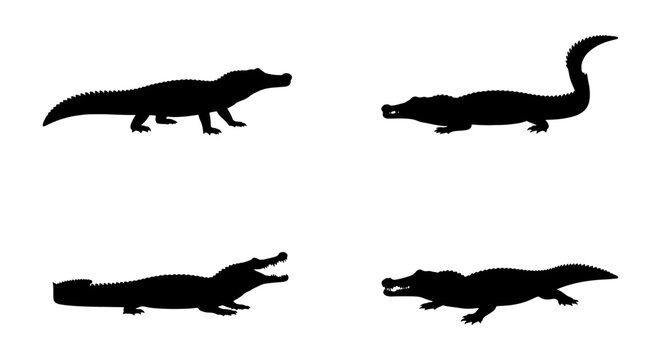 Crocodile silhouette vector set, black alligator icons on white background, 4 wild reptile elements, predatory swamp animals for nature design