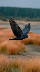 Obraz premium Raven flying over a landscape of dry, golden marsh grass, wings fully extended, looking for food, symbolizing freedom, nature, and wildness