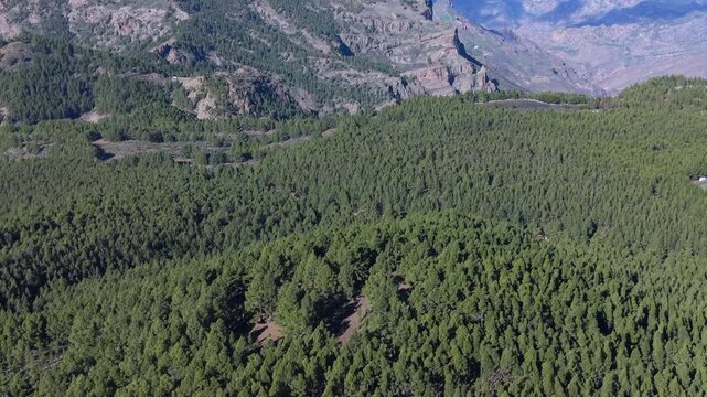 Aerial view flying over a lush pine forest, gradually revealing the iconic Roque Nublo and the distant Mount Teide on a clear day