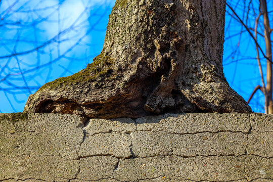 Powerful roots of an old tree gradually destroy a concrete wall, growing through it and creating deep cracks. This shot demonstrates the incredible force of nature and its ability to overcome man-made