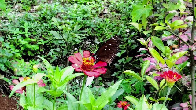 butterfly on a zinnia flower