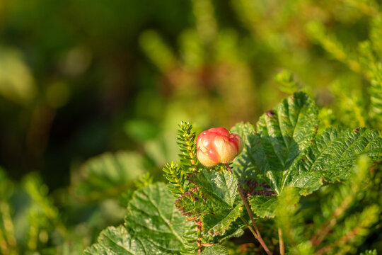 Ripening cloudberries (Rubus chamaemorus) in sunny summer environment in Northern Norway