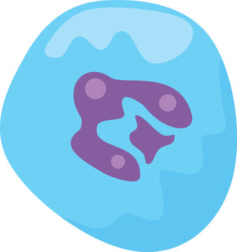 Basophil white blood cell in blue cytoplasm with purple lobes, representing immune defense