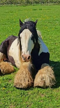 Close-up of Gypsy Vanner horse lying on grass and chewing in sunny outdoor field