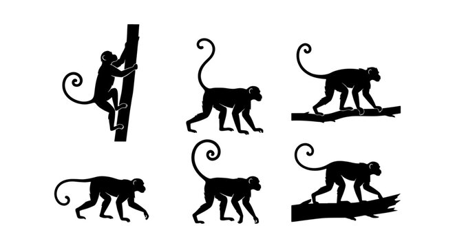 Monkey silhouette vector set, 6 wild primate icons in various poses, black monkey silhouettes climbing and walking on branches for jungle wildlife design