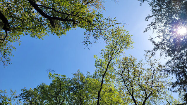 木漏れ日・神秘的な自然の風景・逆光／Sunlight filtering through trees, mystical natural scenery, backlighting／나무 누설 날 &middot; 신비한 자연의 풍경 &middot; 역광