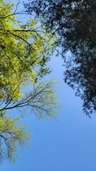 Obraz premium 木の分かれ目・青空を眺める／Looking at the blue sky at the fork in the trees／나무의 갈라진 눈과 푸른 하늘을 바라본다