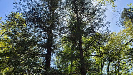 Fototapeta premium 木漏れ日・神秘的な自然の風景・逆光／Sunlight filtering through trees, mystical natural scenery, backlighting／나무 누설 날 · 신비한 자연의 풍경 · 역광