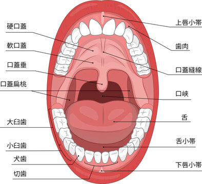 成人が口を大きく開けた口腔内と歯や喉がよくわかるイラスト