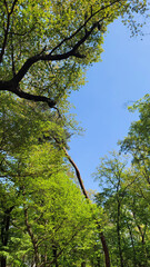 Fototapeta premium 木の分かれ目・青空を眺める／Looking at the blue sky at the fork in the trees／나무의 갈라진 눈과 푸른 하늘을 바라본다