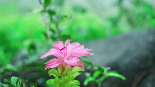 4K Closeup shot of Curcuma Aromatica herb growing in the wild during the monsoon season in the Sahyadri Hills of Maharashtra, India. Wild Turmeric herb growing in the forest after rain in India.