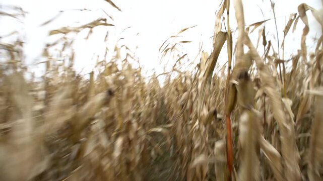 Walking through a cornfield with dry plants under a cloudy sky while the camera captures the surrounding environment.