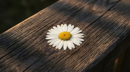 Obraz premium Daisy pressed flat Close-up of white daisy flower on weathered wooden planks in soft natural light