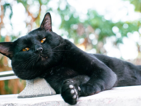 Adorable Black Cat with Bright Yellow-Orange Eyes Lying on Side with Head Down on Outdoor Surface