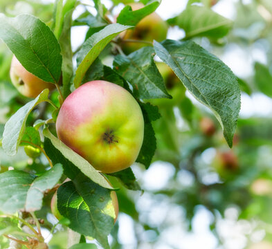 Leaves, tree and apples with growth in nature for food production, development and crop cultivation. Agriculture, orchard farming and fruit in countryside for natural produce, pomology and nutrition