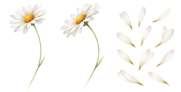 A delicate watercolor daisy collection featuring white chamomile flowers with soft yellow centers and scattered individual petals illustrated in an elegant botanical style.