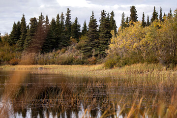 Fototapeta premium Plants in and around a lake in Alaska