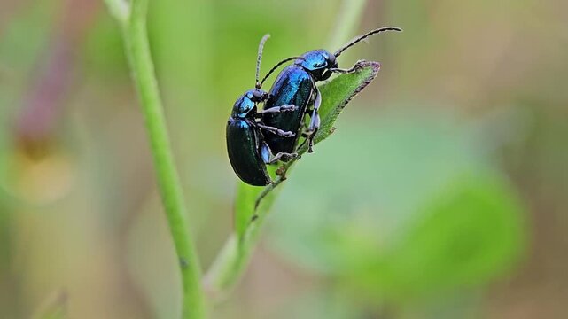 Two Metallic Blue Leaf Beetles Breeding on Plant Stem Macro