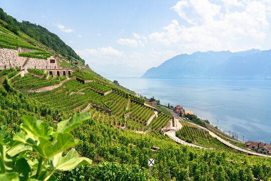 The lush green terraces of the Lavaux Vineyard Terraces (a UNESCO World Heritage site) slope steeply toward the hazy blue expanse of Lake Geneva near Cully, Switzerland.