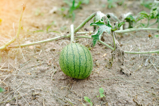 Striped watermelon. Young watermelon growing on ground among leaves and vines in sunny countryside field. Watermelon fruit developing on soil in sustainable farm environment. Natural produce concept.